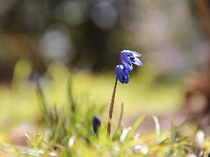 Colourfull Flowers, Siberian squill