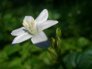 Colourfull Flowers, White, Solidarity Leader