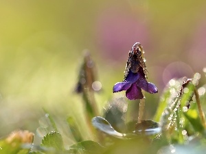 Colourfull Flowers, Violet, violet, Spring, Fragrant