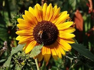 Colourfull Flowers, summer, Sunflower