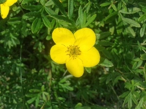 Colourfull Flowers, Yellow, summer, Potentilla