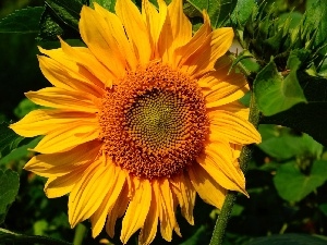 sunflower, Colourfull Flowers