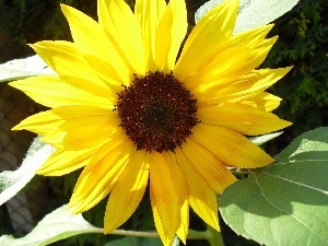 sunflower, Colourfull Flowers