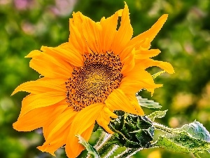 Sunflower, Colourfull Flowers