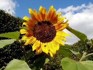 Colourfull Flowers, Sunflower, nature