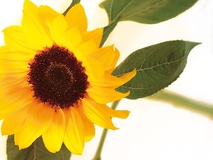 Colourfull Flowers, sunflower, Yellow