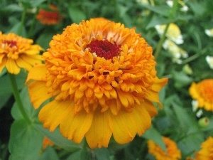 Tagetes, Colourfull Flowers