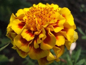 Tagetes, Colourfull Flowers