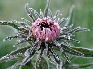 Colourfull Flowers, teasel, Frozen