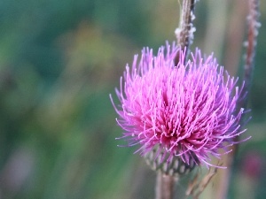 Colourfull Flowers, teasel, Pink