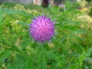Colourfull Flowers, thistle, Violet