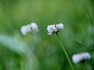 trefoil, Colourfull Flowers