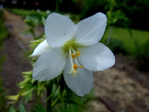 Colourfull Flowers, Wielosi?, White