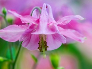 columbine, Close, Colourfull Flowers