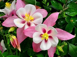 columbine, White, Flowers, pink