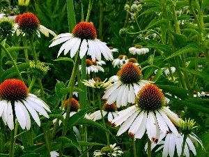 echinacea, Flowers