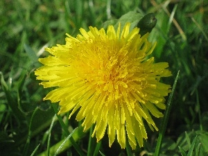 Close, Common Dandelion