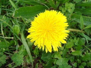 common, nun, Yellow, Colourfull Flowers