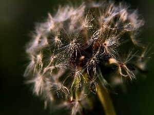 dandelion, Common Dandelion