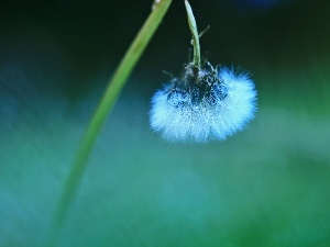 dandelion, Common Dandelion