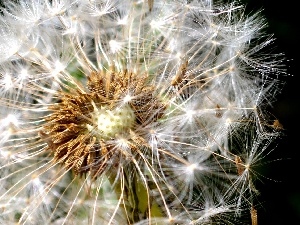 Common Dandelion