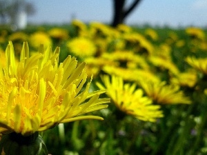 Dandelions, common, many