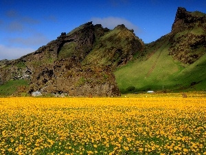 common, puffball, Mountains, Flowers