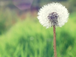 common, puffball