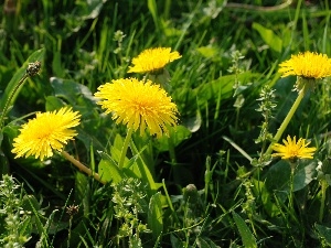 puffball, common, Yellow