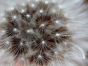 Common Dandelion, Seeds, dandelion