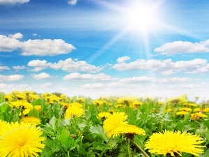 Common Dandelion, Sky, Spring, Meadow