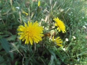 Common Dandelion, green, sow-thistle, Flowers