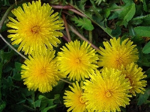 common, sow-thistle, puffball