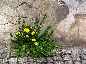 common, puffball, wall, causeway