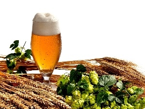 composition, hop, Beer, corn