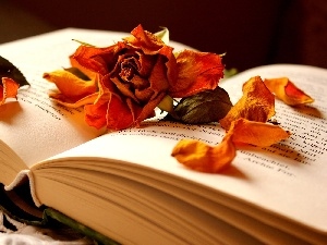 composition, flakes, Book, rose