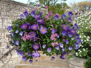 composition, crocuses, Flowers, pansies