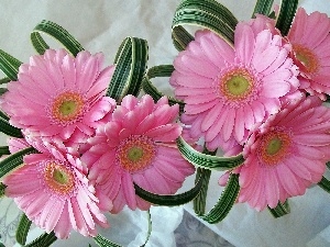 gerberas, composition, Pink