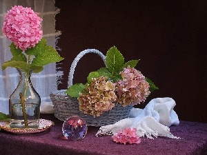 composition, hydrangeas