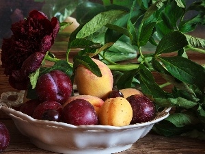 composition, peony, plums, still life, apricots