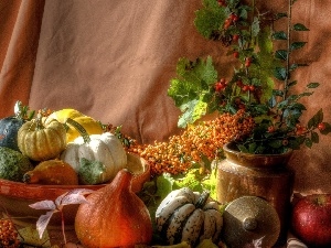 Plant, composition, pumpkin