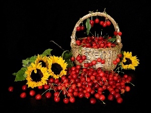 compositions, basket, Nice sunflowers, cherries