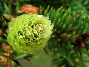 cone, Green, twig, dew, conifer