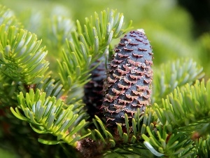 cone, spruce