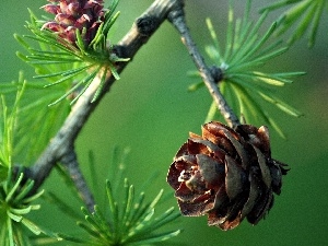 cones, needles, christmas tree