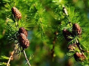 conifer, cones, twig
