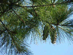 conifer, cones, Twigs