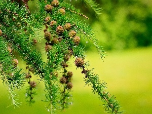 cones, conifer