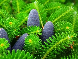 cones, Blue, green ones, Twigs