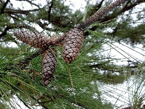 pine, cones, branch